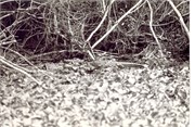 DivingPrints092018-0036