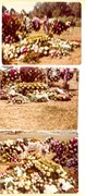 PlylarScrapBook0041
