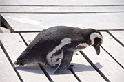 03-Magellanic_PenguinsS