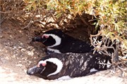 07-Magellanic_PenguinsS