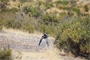 09-Magellanic_PenguinsS