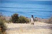 13-Magellanic_PenguinsS