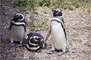 15-Magellanic_PenguinsS