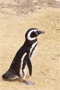 17-Magellanic_PenguinsS
