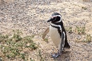 19-Magellanic_PenguinsS