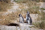 25-Magellanic_PenguinsS