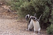 28-Magellanic_PenguinsS