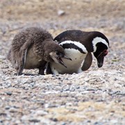 30-Magellanic_PenguinsS