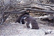 34-Magellanic_PenguinsS