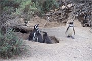 35-Magellanic_PenguinsS