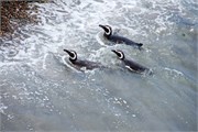 38-Magellanic_PenguinsS