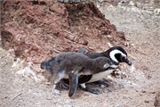 42-Magellanic_PenguinsS