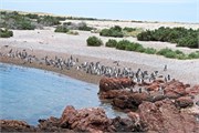 44-Magellanic_PenguinsS