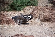 46-Magellanic_PenguinsS