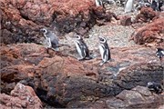 49-Magellanic_PenguinsS