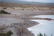 50-Magellanic_PenguinsS