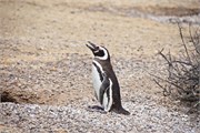 51-Magellanic_PenguinsS