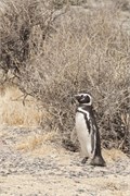 05-Magellanic_PenguinsH