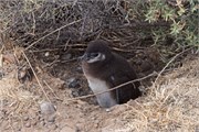 08-Magellanic_PenguinsH