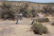 09-Magellanic_PenguinsH