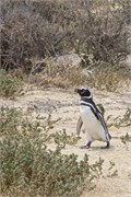 10-Magellanic_PenguinsH