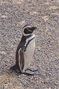 11-Magellanic_PenguinsH