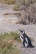 12-Magellanic_PenguinsH