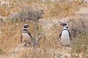 13-Magellanic_PenguinsH