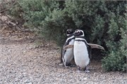 18-Magellanic_PenguinsH