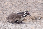 19-Magellanic_PenguinsH
