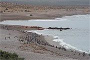20-Magellanic_PenguinsH
