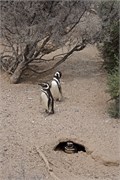 21-Magellanic_PenguinsH