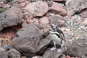 30-Magellanic_PenguinsH