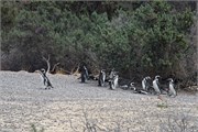 32-Magellanic_PenguinsH