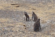 35-Magellanic_PenguinsH