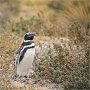 41-Magellanic_PenguinsH