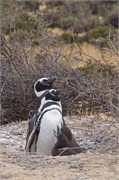 42-Magellanic_PenguinsH