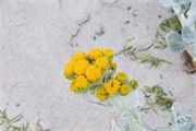 68_Bluff-Cove10