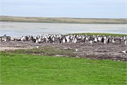 01_Penguins-Susan