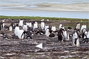 02_Penguins-Susan