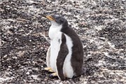 06_Penguins-Susan