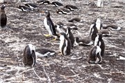 08_Penguins-Susan