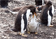 11_Penguins-Susan