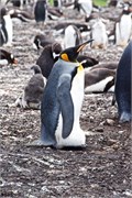 12_Penguins-Susan