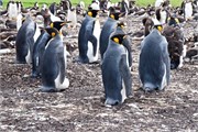 13_Penguins-Susan