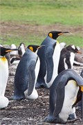 16_Penguins-Susan