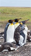 18_Penguins-Susan