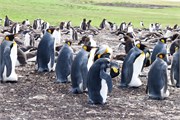 20_Penguins-Susan