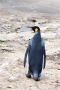 21_Penguins-Susan