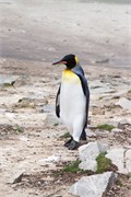 22_Penguins-Susan